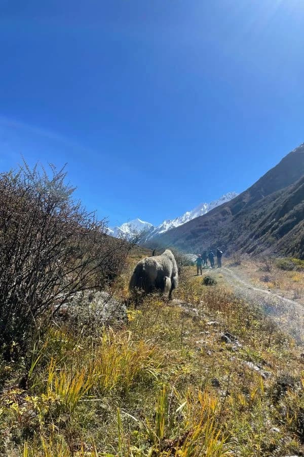 Langtang Region Trekking