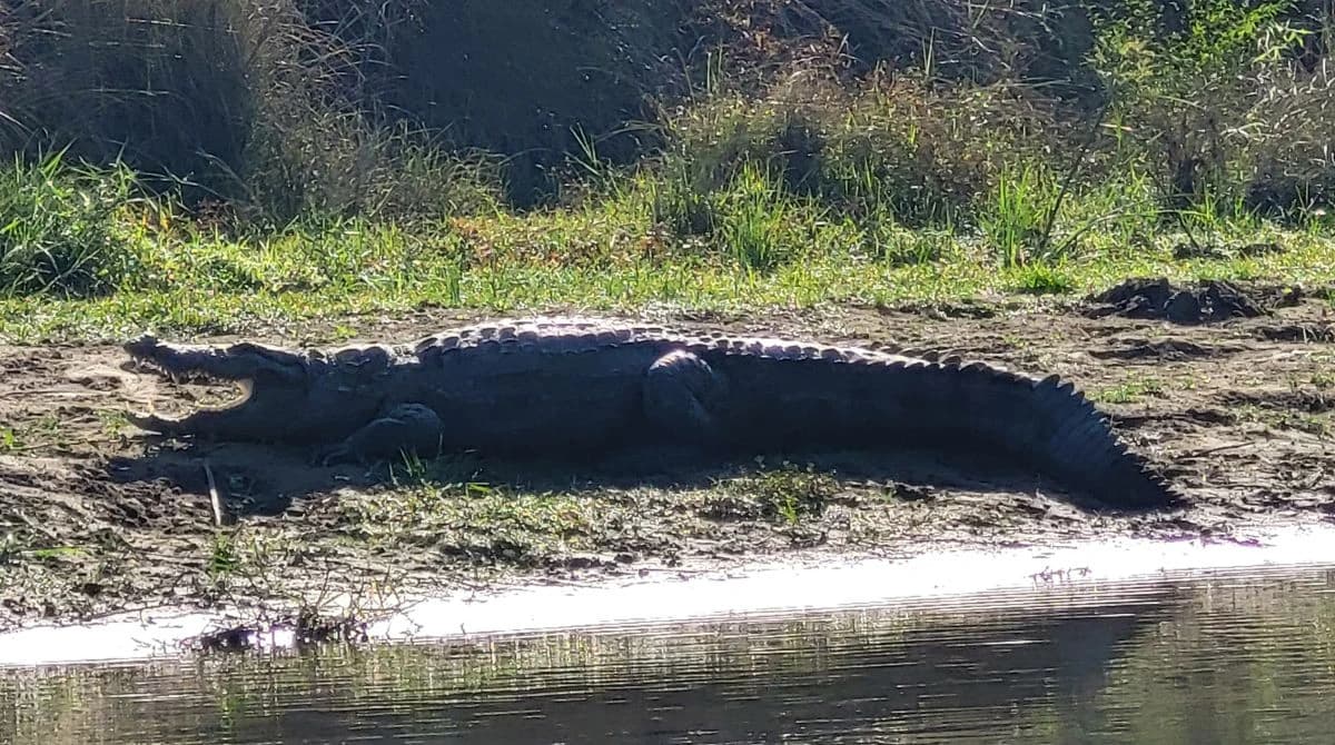 Alligator Sighting in rapti River during Canoeing