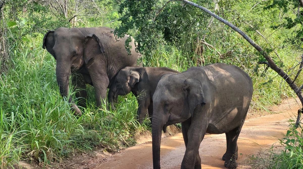 Elephants sighting during Chitwan Jungle safari
