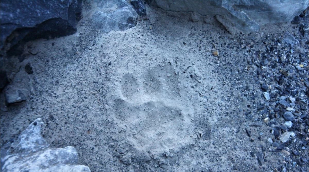 Animal Footprint