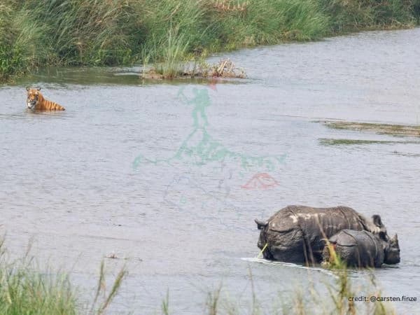 Tiger and Rihno during Bardia Jungle Safari