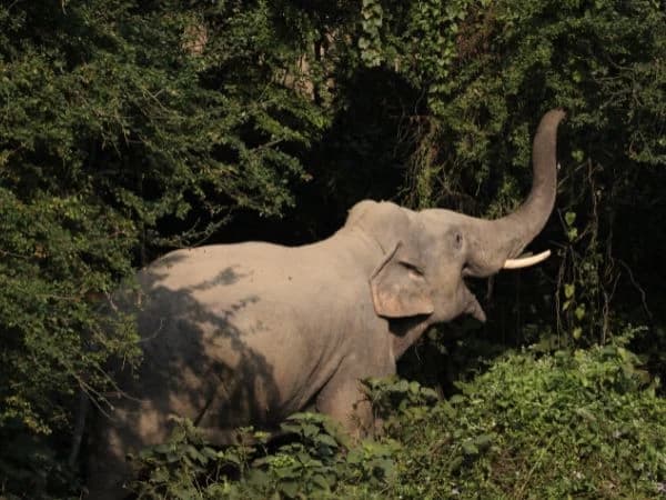 Wildlife Jungle Safari